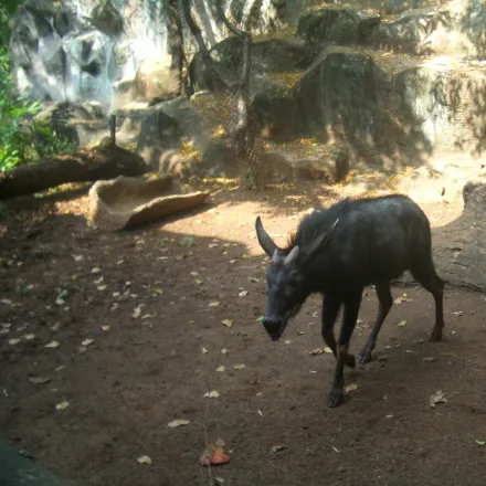 Mainland Serow, dark shaggy goat-antelope, mane, short backswept horns, cliff-dwelling.