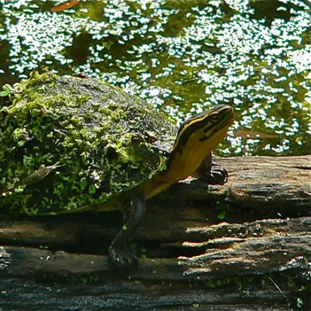 Malayan Box Turtle, high-domed dark shell, hinged plastron, three yellow stripes on the head.
