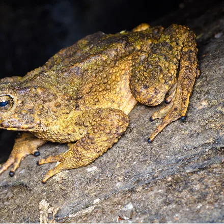 Malayan Giant Toad, very large dark warty toad with a rough spiny back, on wet rock beside fast streams.