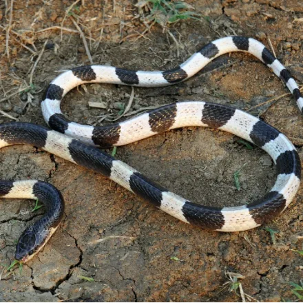 Malayan Krait (Blue Krait), slim, glossy black and white bands, rounded head barely wider than neck