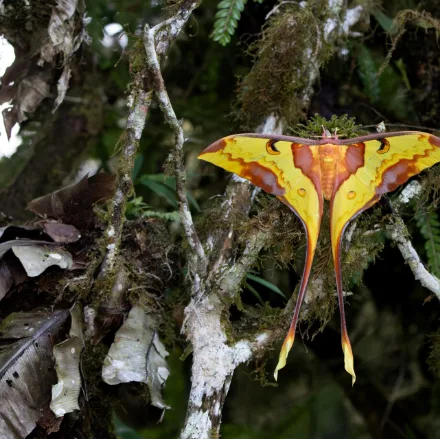 Malayan Moon Moth, large pale yellow-green moth, long twisted tails on the hindwings, transparent eyespots, feathered antennae.