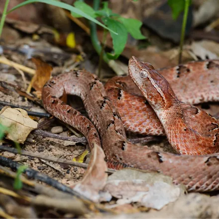 Malayan Pit Viper, stout body, pinkish brown with dark bordered triangles, sharply pointed snout.