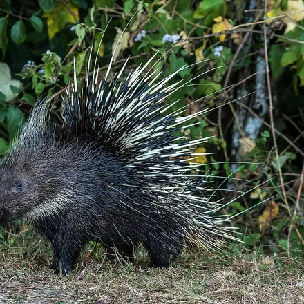Malayan porcupine with quills raised