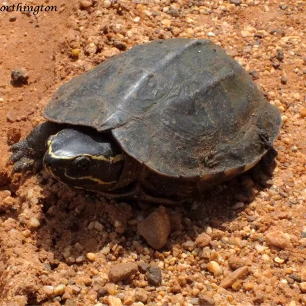 Malayan Snail-eating Turtle, small dark brown keeled shell, dark head with bold white or cream stripes, broad crushing jaws.