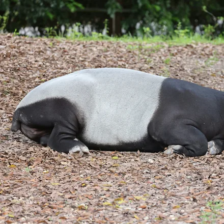 Malayan tapir resting, showing its black and white pattern