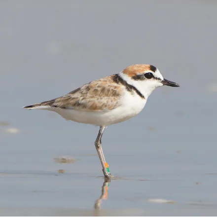 Malaysian Plover, small pale sandy plover, thin dark or rufous breast band, pale collar, runs in short bursts on open sand.