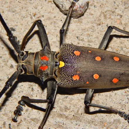 Mango Longhorn Beetle, large grey-brown beetle with two pink-red thoracic spots, very long antennae