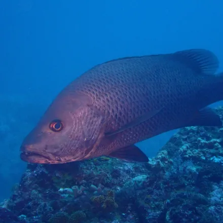 Mangrove Jack, coppery red-brown, pointed snout, prominent canine teeth