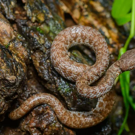 Mangrove Pit Viper, mottled purple-brown to olive pit viper, triangular head, heat pits, prehensile tail