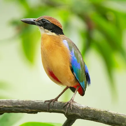 Mangrove Pitta, stocky short-tailed bird, buff head with black mask, green back, blue rump, red vent, very heavy bill