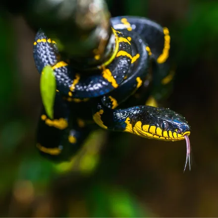 Mangrove Snake, glossy black with narrow yellow rings, large head and vertical pupils.