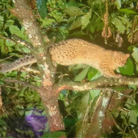 Marbled Cat, small cat, cloud-blotched coat, very long bushy tail, rounded ears.
