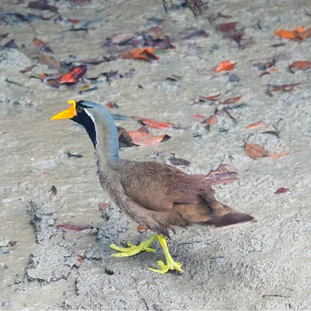 Masked Finfoot, brown waterbird with a black face and throat bordered white, bright yellow-green bill, lobed greenish feet