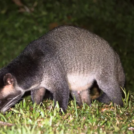 Masked Palm Civet, plain grey-tan body, white facial blaze, white eye and ear spots, long tail.
