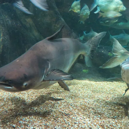 Mekong giant catfish, a large scaleless freshwater fish