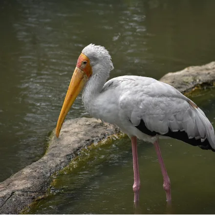 Milky Stork, white stork, black flight feathers, long yellow down-curved bill, bare face.