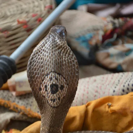 Monocled Cobra, broad hood with single round eyespot, uniform brown to black body.