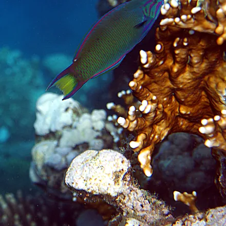 Moon Wrasse, blue-green body, pink face markings, yellow crescent on the tail.
