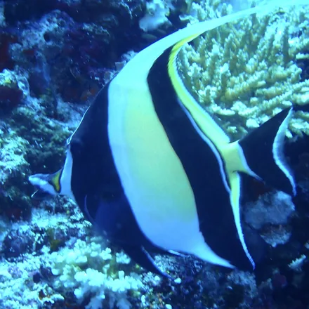 Moorish Idol, disc-shaped, black-white-yellow bars, tubular snout, long trailing dorsal filament.