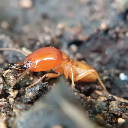 Mound-building Termite, hard earth mound up to 2 m; soldiers with large dark curved mandibles.
