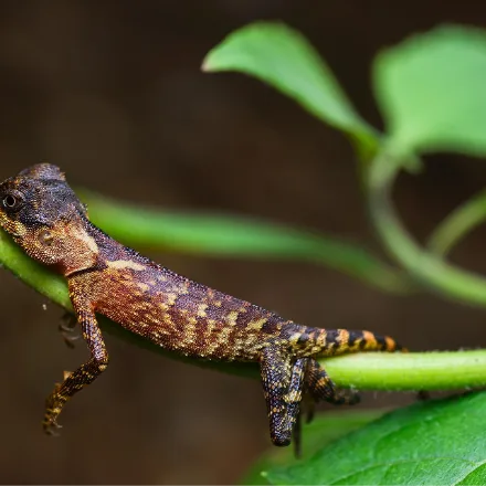 Mountain Horned Dragon, spiny green-brown agamid, sharp spines behind each eye, saw-toothed dorsal crest, perched head-down on trunks.
