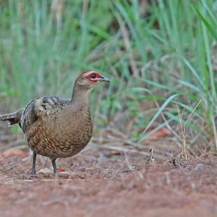 Syrmaticus humiae