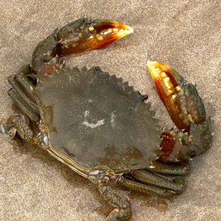 Giant Mud Crab, heavy green-brown crab, polygonal patterning on the claws, flattened paddle-shaped rear legs