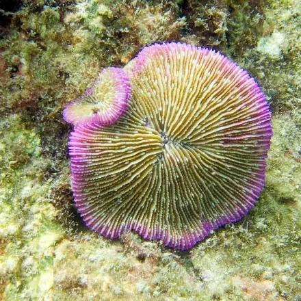 Mushroom Coral