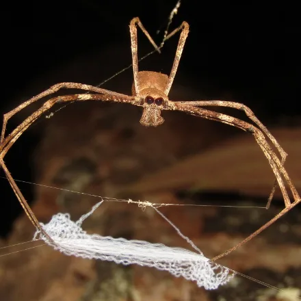 Net-casting Spider, long thin twig-like brown spider hanging head-down with a small white net held between the front legs, two enormous eyes.