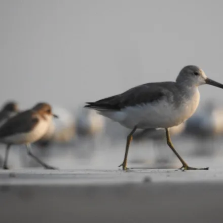 Nordmann's Greenshank, stocky wader, greenish-yellow legs, stout two-toned bill, pale grey in winter.