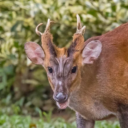 Northern Red Muntjac, small russet deer, short antlers on long pedicels, male canine tusks, barks.