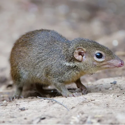 Northern Treeshrew, squirrel-like but pointed snout, brown, bushy tail, active by day.