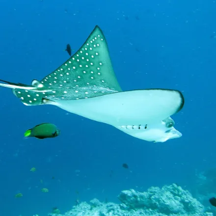 Ocellated Eagle Ray, dark disc with white spots, pointed wings, duck-like snout, very long tail.