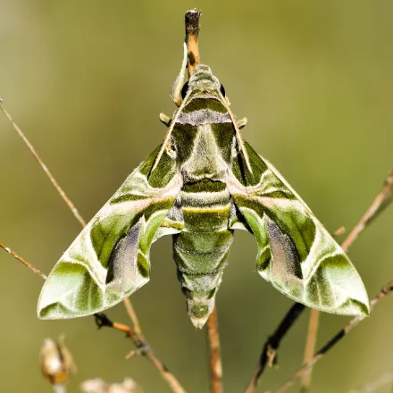 Oleander Hawkmoth, streamlined moth marbled in olive-green, pink and white, swept-back wings, hovering flight.