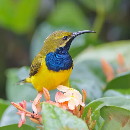Olive-backed Sunbird, small, olive back, yellow belly, male with metallic blue-black throat.