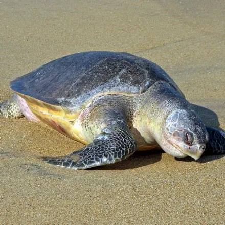 Olive Ridley Turtle, small, olive-grey, high rounded shell, often with uneven numbers of shell scutes.