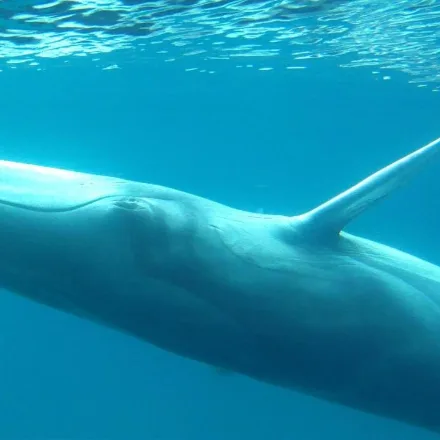 Omura's Whale