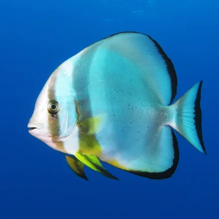 Orbicular Batfish, tall round silver body, faint dark bars, trailing soft fins when young.
