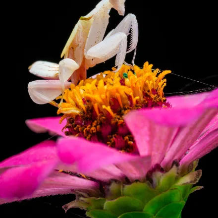 Orchid Mantis, white to pink mantis with petal-shaped lobes on the legs, sits among flowers.