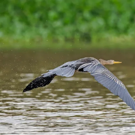 Oriental Darter, slender dark waterbird, long kinked neck, dagger bill, silver wing streaks.