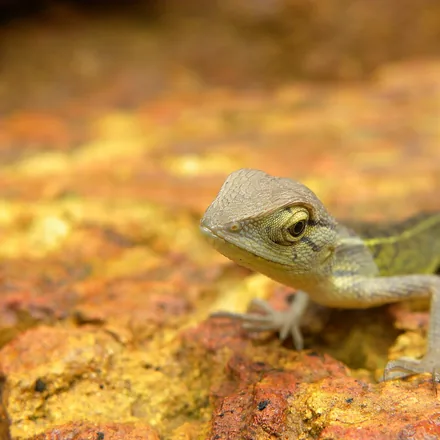 Oriental Garden Lizard, tan to grey with a low nape crest, breeding males with red-orange head.