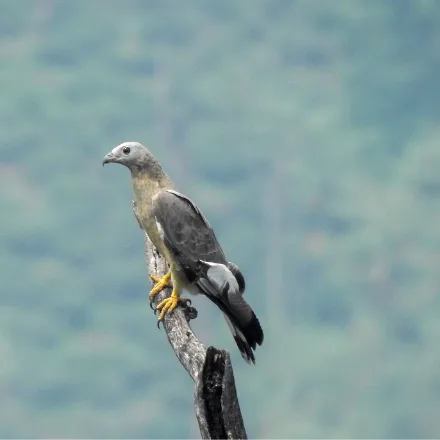 Oriental Honey-buzzard, brown raptor, small head, long barred tail, scaly-looking face