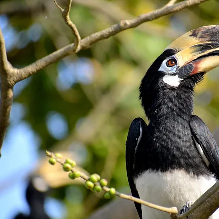 Oriental pied hornbill perched in a fruiting tree