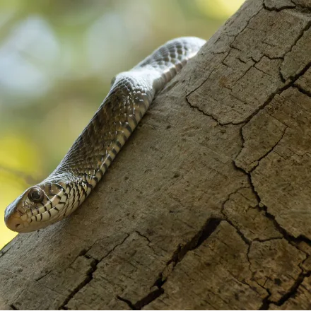 Oriental Rat Snake, long and slim, olive-brown, large round eyes, dark bars near the tail.