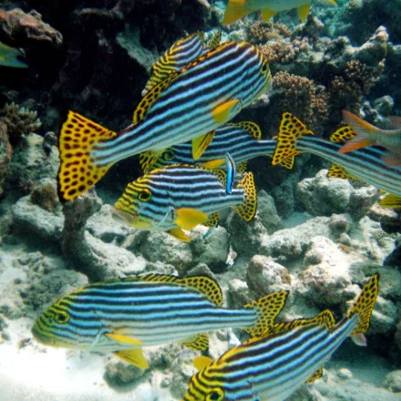 Oriental Sweetlips, adults black-and-white striped with yellow spotted fins; young brown with white spots.