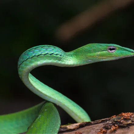 Oriental Whip Snake, extremely slender, bright green, pointed snout, horizontal keyhole pupils.