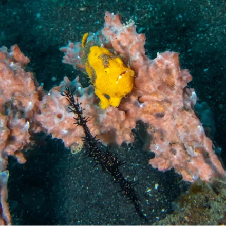 Ornate Ghost Pipefish