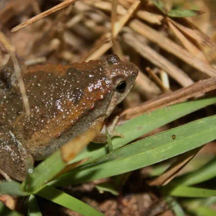 Ornate Narrow-mouthed Frog, tiny narrow-snouted frog with a dark symmetrical arrowhead pattern on the back.