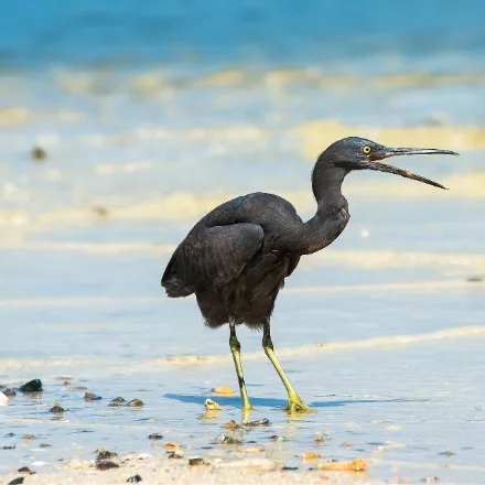 Pacific Reef Heron, stocky short-legged heron, either slate grey or all white, heavy yellowish bill, greenish legs, on rocks and reef flat.
