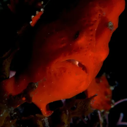 Painted Frogfish